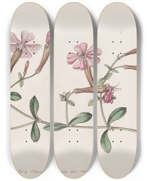 Triptych art skateboard deck of Sydenham Edwards The Schafta by Sydenham Edwards (1768-1819)