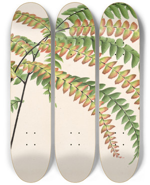 Triptych art skateboard deck of Charles Antoine Lemaire Adiantum Hendersoni by Charles Antoine Lemaire (1800-1871)