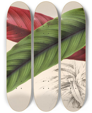 Triptych art skateboard deck of Charles Antoine Lemaire Calathea Maranta Nigrocostata by Charles Antoine Lemaire (1800-1871)