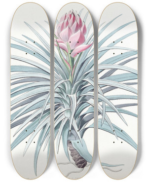 Triptych art skateboard deck of Sydenham Edwards Pinkheaded Tillandsia by Sydenham Edwards (1768-1819)