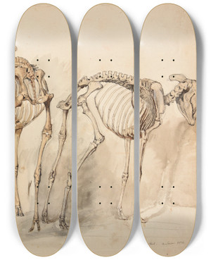 Triptych art skateboard deck of Jacquesraymond Brascassat Trois Tudes De Squelettes De Moutons by Jacques Raymond Brascassat (1804-1867)