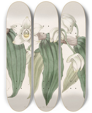 Triptych art skateboard deck of Sydenham Edwards Watery Dendrobium by Sydenham Edwards (1768-1819)