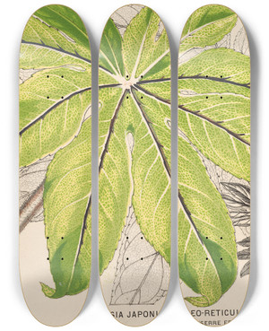 Triptych art skateboard deck of Charles Antoine Lemaire Fatsia Japonica Aureoreticulata by Charles Antoine Lemaire (1800-1871)