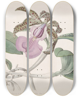 Triptych art skateboard deck of Sydenham Edwards Lady Aclands Cattleya by Sydenham Edwards (1768-1819)