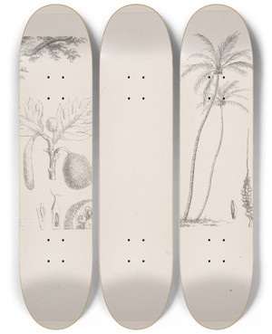 Triptych art skateboard deck of Hans Christian Henneberg Botanisk Blad Fra Schouws Skrifter by Hans Christian Henneberg (1826-1893)