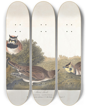 Triptych art skateboard deck of John James Audubon Shore Lark by John James Audubon (1785-1851)