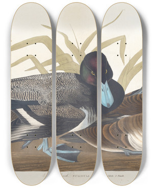 Triptych art skateboard deck of John James Audubon Scaup Duck by John James Audubon (1785-1851)
