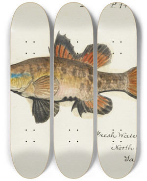 Triptych art skateboard deck of Frank Edward Clarke Nannoperca Australis Tas Eel by Frank Edward Clarke (1849-1899)