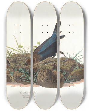 Triptych art skateboard deck of John James Audubon Cowpen Bird by John James Audubon (1785-1851)