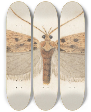 Triptych art skateboard deck of George Hudson Entomology Watercolour Pl143 by George Hudson (1867-1946)