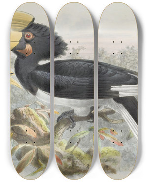 Triptych art skateboard deck of Daniel Giraud Elliot Anthracoceros Coronatus by Daniel Giraud Elliot (1835-1915)