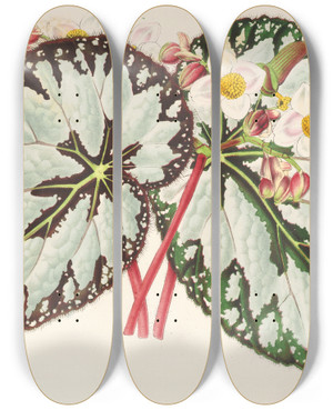 Triptych art skateboard deck of Charles Antoine Lemaire Begonia Charles Wagner by Charles Antoine Lemaire (1800-1871)