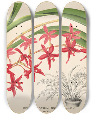 Triptych art skateboard deck of Charles Antoine Lemaire Odontoglossum Roseum by Charles Antoine Lemaire (1800-1871)