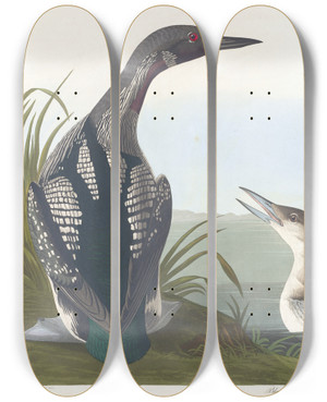 Triptych art skateboard deck of John James Audubon Blackthroated Diver by John James Audubon (1785-1851)