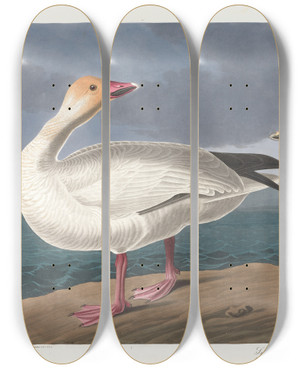 Triptych art skateboard deck of John James Audubon Snow Geese by John James Audubon (1785-1851)