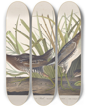 Triptych art skateboard deck of John James Audubon Sora Or Rail by John James Audubon (1785-1851)