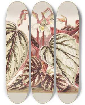 Triptych art skateboard deck of Charles Antoine Lemaire Begonia Eximia by Charles Antoine Lemaire (1800-1871)