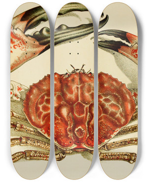 Triptych art skateboard deck of Frederick Mccoy Crustacea Iv by Frederick Mccoy (1817-1899)