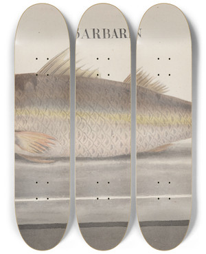 Triptych art skateboard deck of Ren De Rabi Natural History Of Saint Domingue Pl068 by Ren de Rabi (1700-1785)