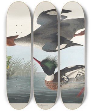 Triptych art skateboard deck of John James Audubon Redbreasted Merganser by John James Audubon (1785-1851)