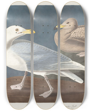 Triptych art skateboard deck of John James Audubon Burgomaster Gull by John James Audubon (1785-1851)