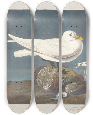 Triptych art skateboard deck of John James Audubon Ivory Gull by John James Audubon (1785-1851)