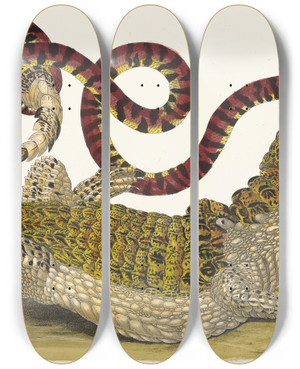 Triptych art skateboard deck of Maria Sibylla Merian Cayman by Maria Sibylla Merian (1647-1717)