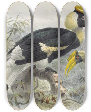 Triptych art skateboard deck of Daniel Giraud Elliot Dichoceros Bicornis by Daniel Giraud Elliot (1835-1915)