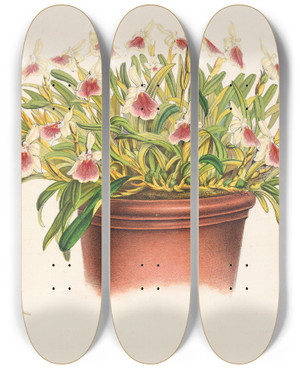 Triptych art skateboard deck of Charles Antoine Lemaire Miltonia Spectabilis by Charles Antoine Lemaire (1800-1871)