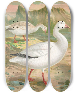 Triptych art skateboard deck of Johann Friedrich Naumann Chen Hyperboreus by Johann Friedrich Naumann (1780-1857)