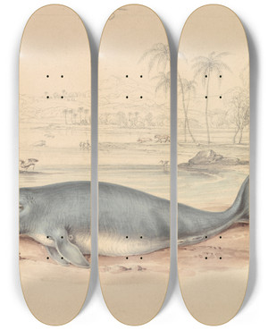 Triptych art skateboard deck of James Stewart The Dugong by James Stewart