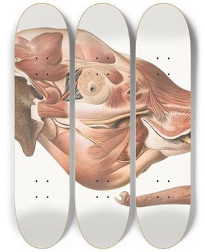 Triptych art skateboard deck of Johan Erik Vesti Boas Superficial Muscles Of Right Side Of The Elephants Head by Johan Erik Vesti Boas (1855-1935)