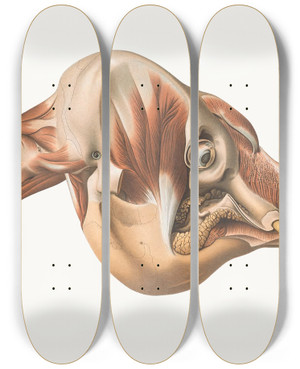 Triptych art skateboard deck of Johan Erik Vesti Boas The Head Of The Elephant From The Right After Removal Of Facial Muscles by Johan Erik Vesti Boas (1855-1935)