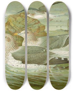 Triptych art skateboard deck of Johann Friedrich Naumann Larus Argentatus Brunn by Johann Friedrich Naumann (1780-1857)