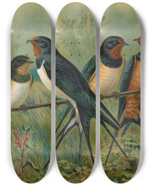Triptych art skateboard deck of Johann Friedrich Naumann Hirundo Rustica Hirundo Rustica Savignii by Johann Friedrich Naumann (1780-1857)