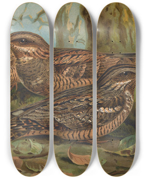 Triptych art skateboard deck of Johann Friedrich Naumann Caprimulgus Europaeus by Johann Friedrich Naumann (1780-1857)