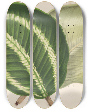 Triptych art skateboard deck of Charles Antoine Lemaire Maranta Virginalis by Charles Antoine Lemaire (1800-1871)