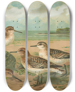 Triptych art skateboard deck of Johann Friedrich Naumann Calidris Arenaria Limicola Platyrhyncha Temm by Johann Friedrich Naumann (1780-1857)