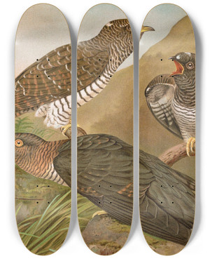 Triptych art skateboard deck of Johann Friedrich Naumann Cuculus Canorus L by Johann Friedrich Naumann (1780-1857)