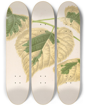 Triptych art skateboard deck of Charles Antoine Lemaire Tilia Parvifolia Var Fol Varieg by Charles Antoine Lemaire (1800-1871)