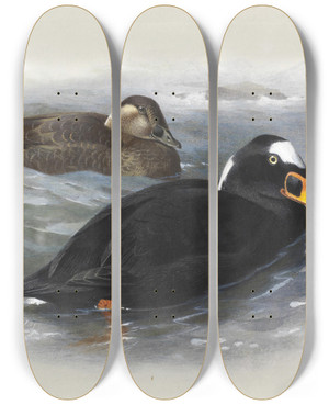 Triptych art skateboard deck of Archibald Thorburn Surf Scoter by Archibald Thorburn (1860-1935)