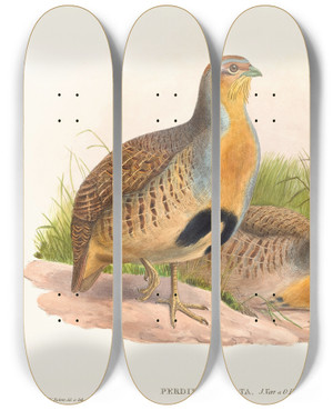 Triptych art skateboard deck of John Gould Perdix Barbata Daurian Partridge by John Gould (1804-1881)