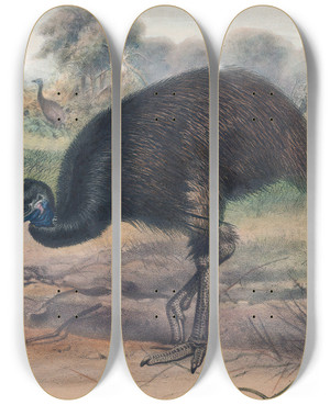 Triptych art skateboard deck of Joseph Wolf The Mooruk_1 by Joseph Wolf (1820-1899)