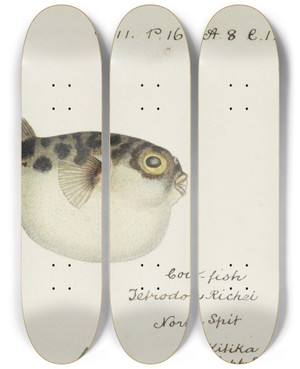 Triptych art skateboard deck of Frank Edward Clarke Tetraodon Gillbanksii Clarke by Frank Edward Clarke (1849-1899)