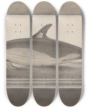 Triptych art skateboard deck of Ren De Rabi Natural History Of Saint Domingue Pl062 by Ren de Rabi (1700-1785)
