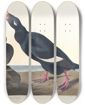 Triptych art skateboard deck of John James Audubon Velvet Duck by John James Audubon (1785-1851)