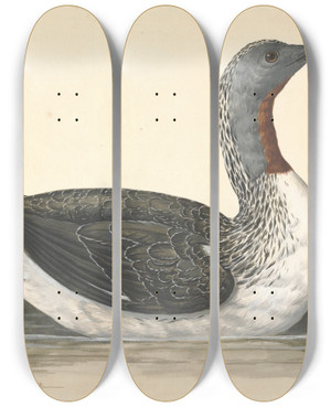 Triptych art skateboard deck of Charles Collins A Red Throated Diver June 1742 by Charles Collins (1680-1744)