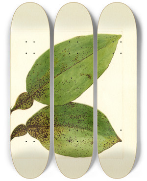 Triptych art skateboard deck of James Marion Shull Citrus Paradisi_2 by James Marion Shull (1872-1948)