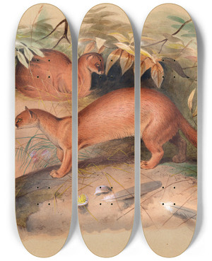 Triptych art skateboard deck of Joseph Wolf The Eyra_1 by Joseph Wolf (1820-1899)