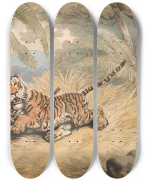 Triptych art skateboard deck of Samuel Howitt A Tiger Pierced With An Arrow by Samuel Howitt (1756-1822)